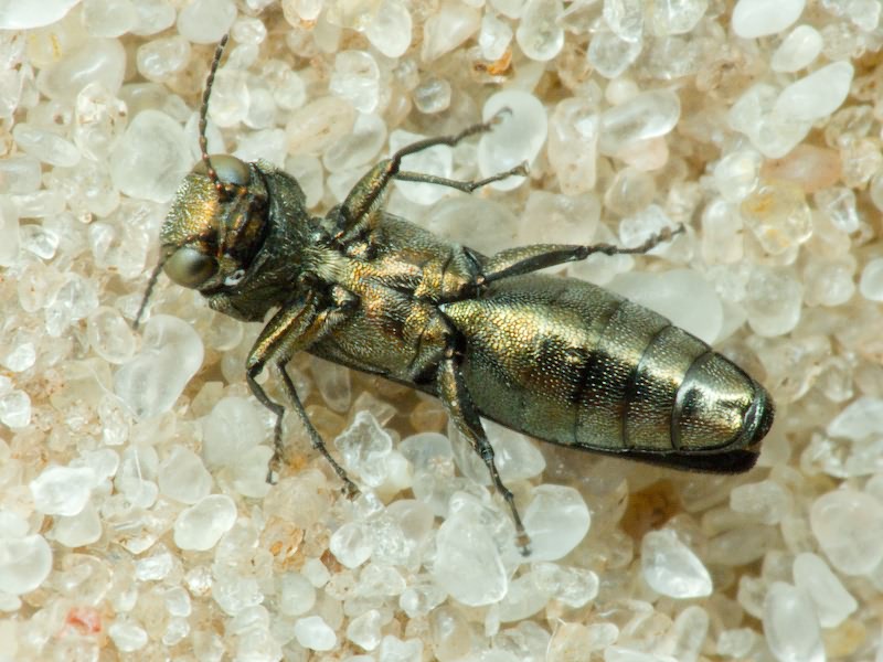 Agrilus angustulus angustulus (Illiger, 1803)